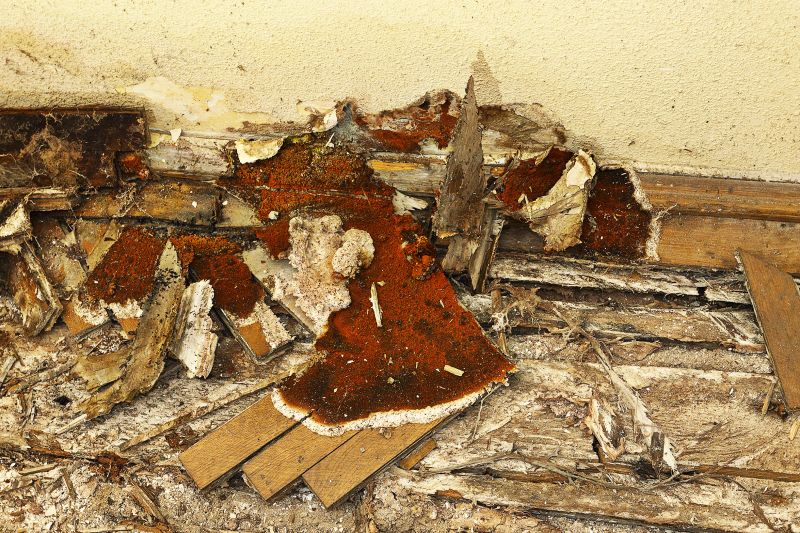 Decay Repair Service in Boulder, CO