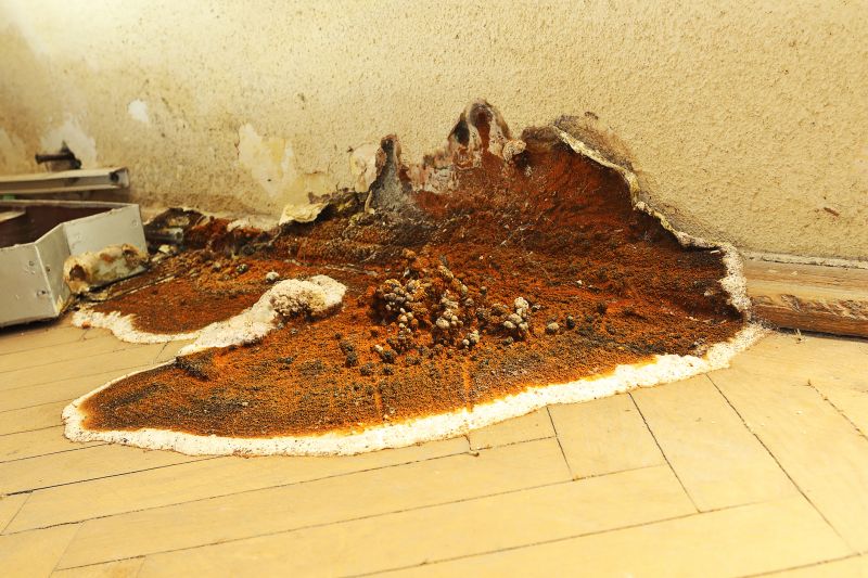 Dry Rot Remediation in Denver County, CO