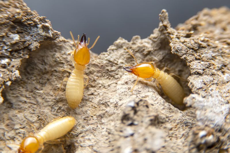 Pest Damage Repair in Roswell, GA