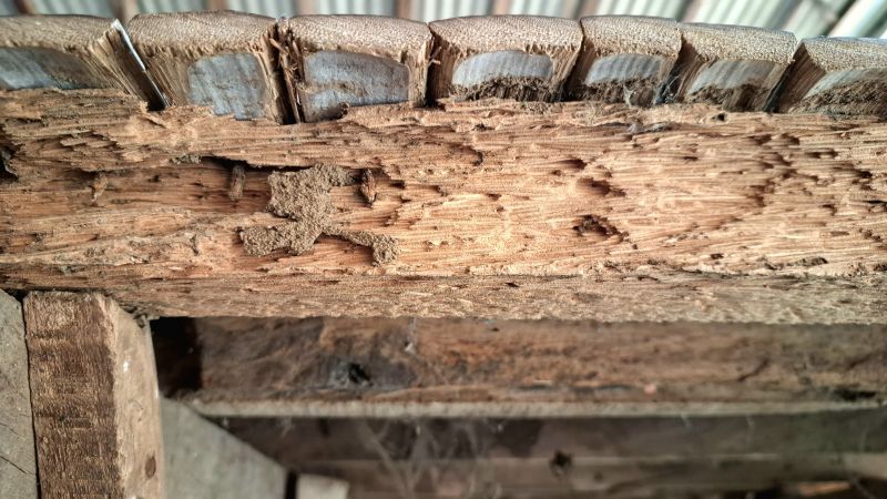 Pest Damage Repair in Boulder, CO