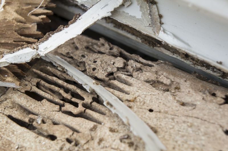 Pest Damage Repair in Overland Park, KS