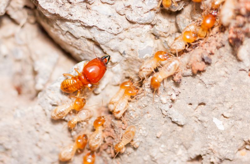 Termite Damage Repair Service in Kansas City, MO