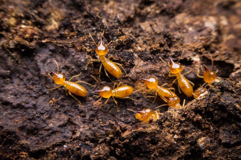 Termite Damage Restoration in Wilmington, NC