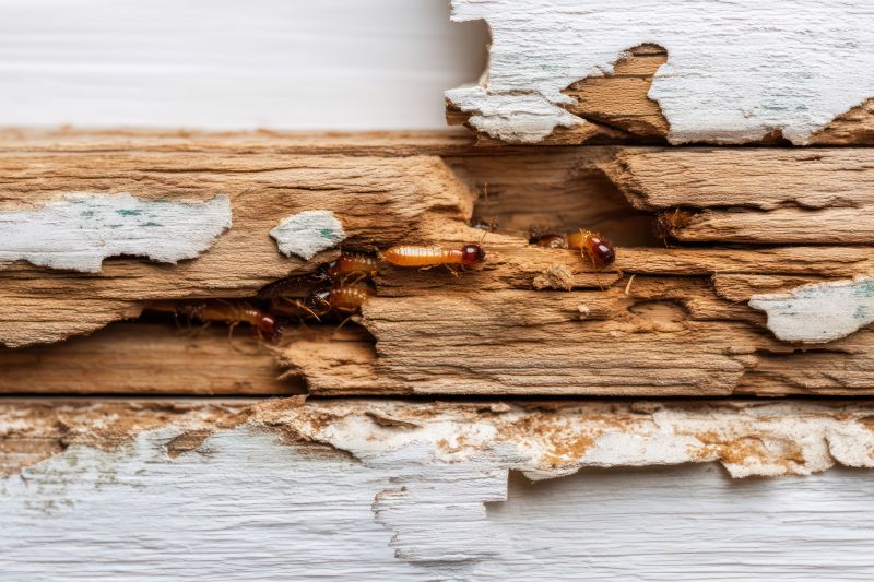 Termite Damage Restoration in Kansas City, KS