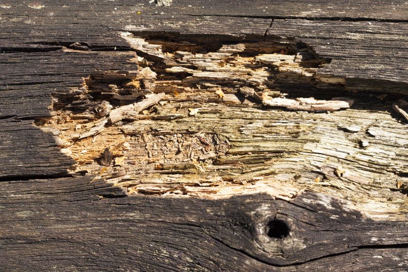 Wood Decay Removal in Olathe, KS