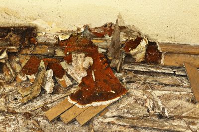 Wood Rot Removal in Conroe, TX