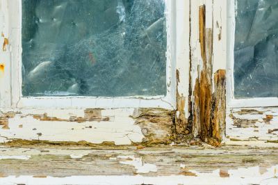Repair Damage from Pests